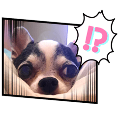 我が家のチワワ第二弾