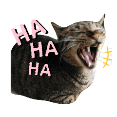 キジトラの毎日元気いっぱいスタンプ