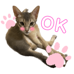 アビシニアンのルル坊