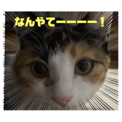 猫のせんちゃん