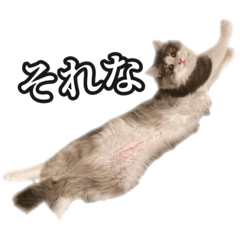 ノルウェージャン〈保護猫オージェ〉