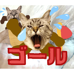 家の猫は表情ゆたか