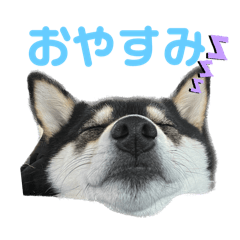 愛おしい黒柴・絃ちゃん①