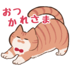 かわいい茶トラの猫ちゃん