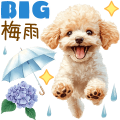 トイプードルの梅雨BIGスタンプ