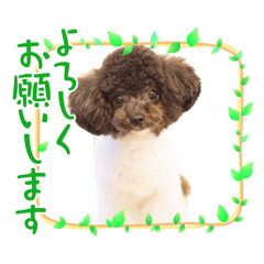 トイプードルのアペロくん