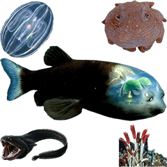 BIG! 深海生物　実写