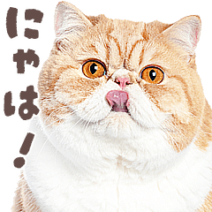 ぶさかわエキゾの猫語あいさつ2リアル写真