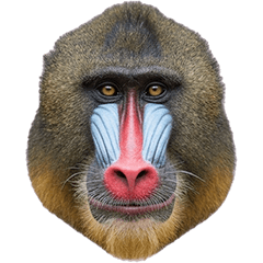 BIG! マンドリル　実写