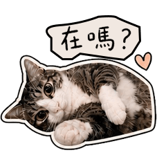 T T Daily Life 1