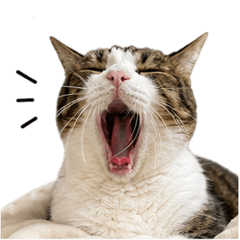 oneonecat