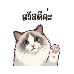 Ragdoll working