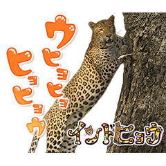 イッテQ!珍獣スタンプ ~インド編~