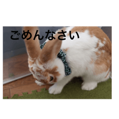 きなこさんスタンプ