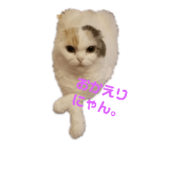 ネコのくるみるく