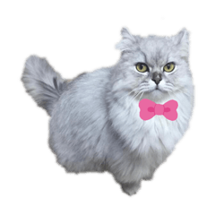 なんこつくん❣️