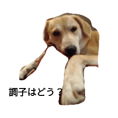 リボさん専用スタンプ