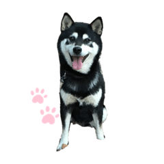 さすちゃんのスタンプ