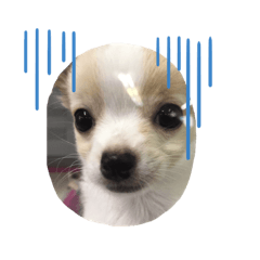 かわいいイヌのスタンプ