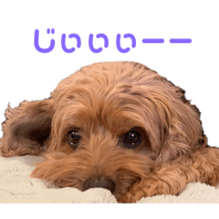 ちゃたろうです。