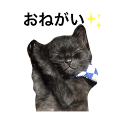 子猫のセオリとヤタロウ