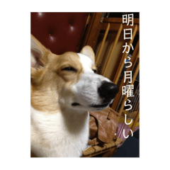 りゅうのすけNOW