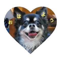 チワワ物語スタンプ1