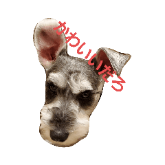 かわいい！？シュナウザー