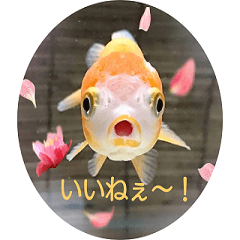 金魚づくし