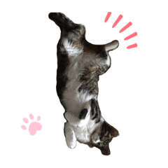 ぽこぽこぽこた