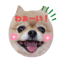 わかすぎさん家のくぅ