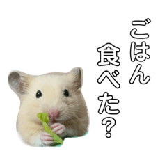 ちゃちゃまる☺︎