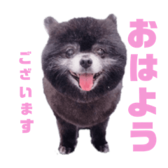 ポメラニアンのココちゃん休日編