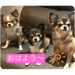 うちのワンちゃん1