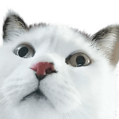 ふわふわねっこ