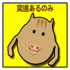 いつでも猪突猛進！うり坊です。