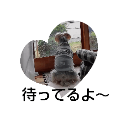 垂れ耳ヨーキー小太郎2