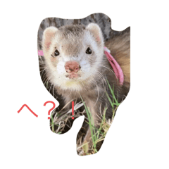 我が家のフェレットたち