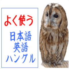 毎日使用　フクロウ写真　日英韓語
