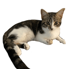 バイリンガル　ひめぷー