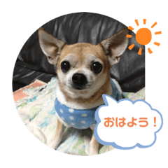 キングとイブとシロ　No1