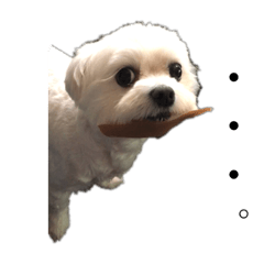 I am ®️uana(マルチーズ)