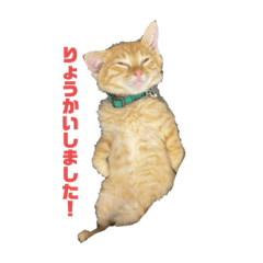 茶トラのちゃーちゃん