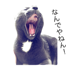 個性派ロシアンブルー風うみ丸スタンプ＊