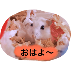 我が家のハムちゃんズ