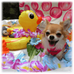 チワワのセレサ22