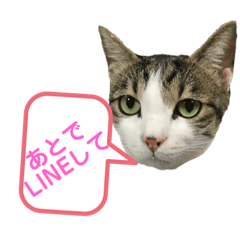 いろいろ使える日常ネコちょこスタンプ3