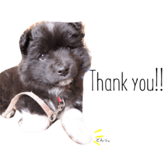 むぎと仲間たち。