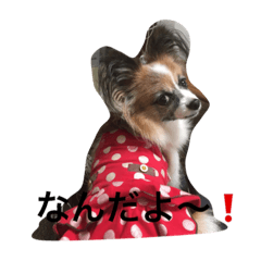 ワン❗️ワン❗️2