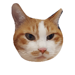 にゃんころ  みはる